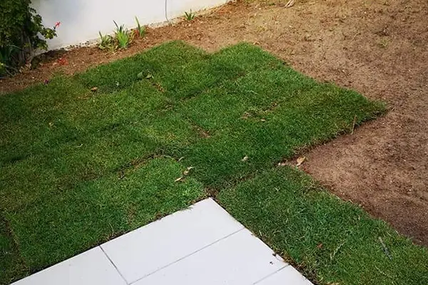 Mise en place gazon naturel à Rabat