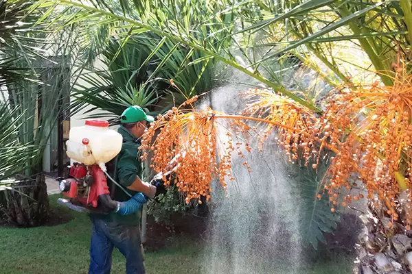 Traitement des plantes à Rabat